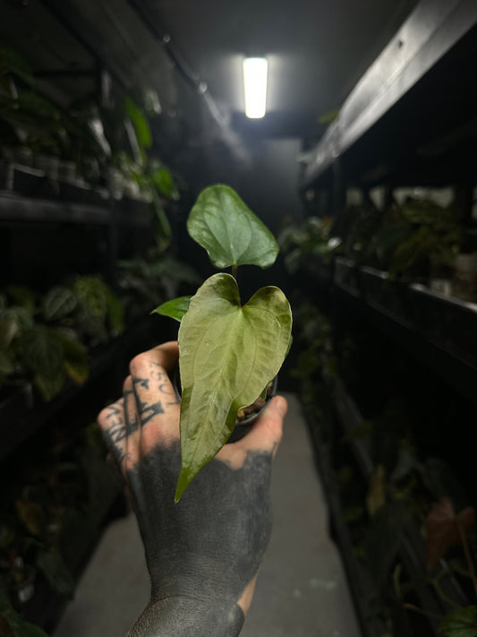 Anthurium #elcadejo - anthurium papillilaminum x sp. peru silver
