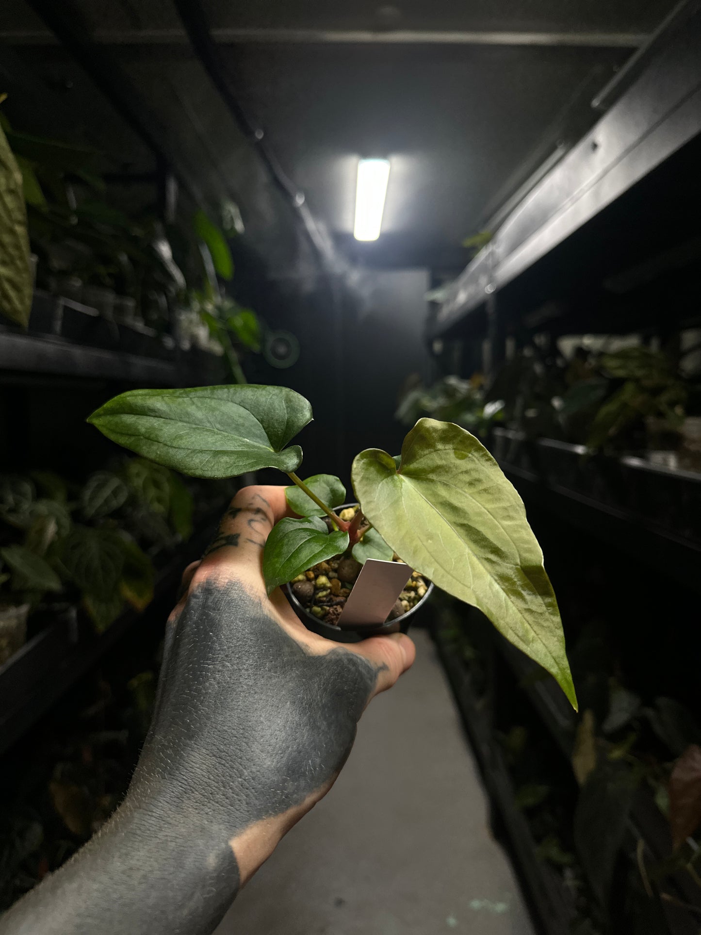 Anthurium #elcadejo - anthurium papillilaminum x sp. peru silver