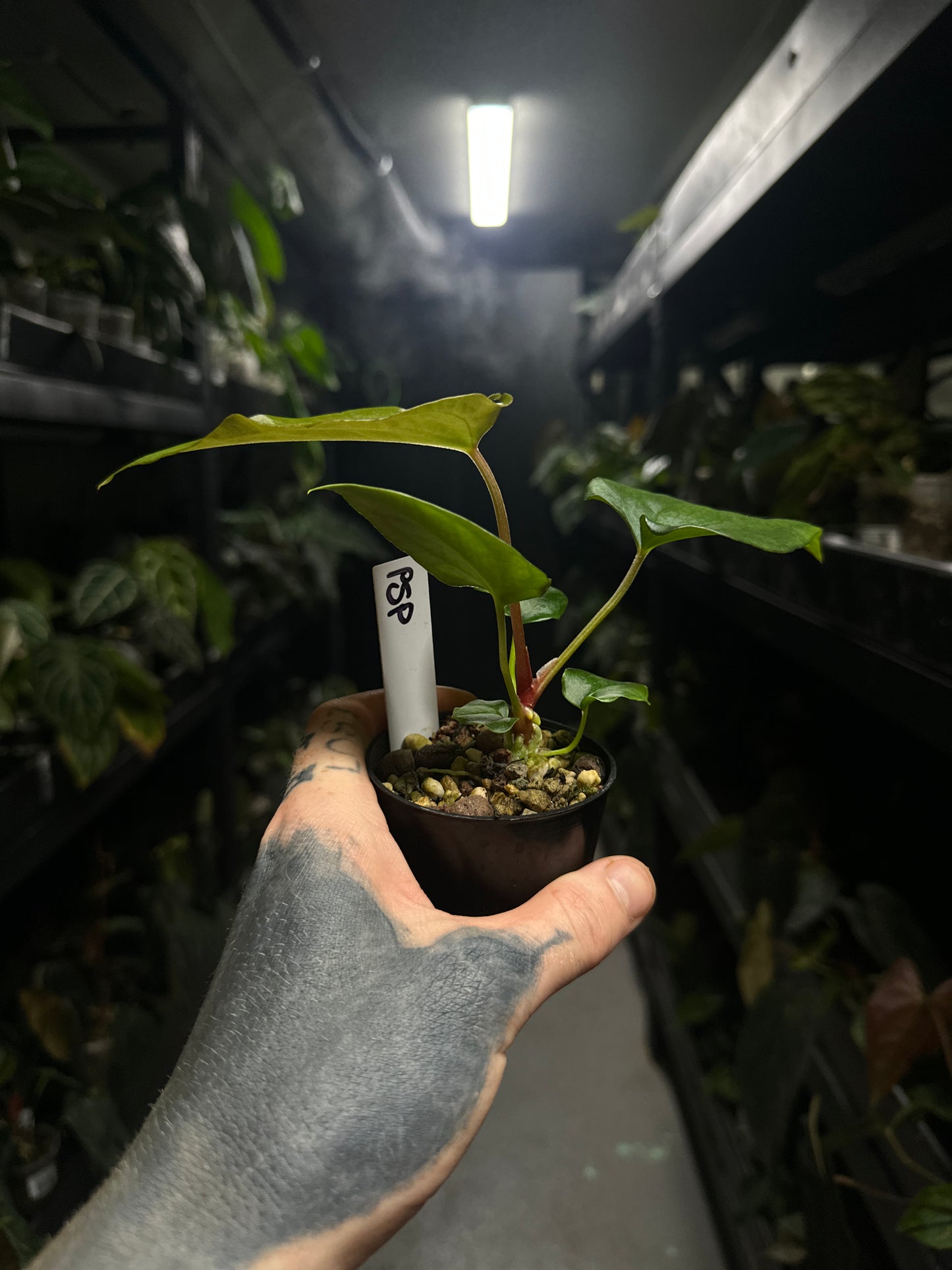 Anthurium #elcadejo - anthurium papillilaminum x sp. peru silver
