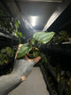 Anthurium #elcadejo - anthurium papillilaminum x sp. peru silver