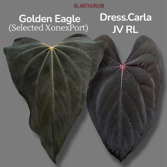 Anthurium Golden Eagle x dress carla x pap RL