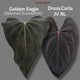 Anthurium Golden Eagle x dress carla x pap RL