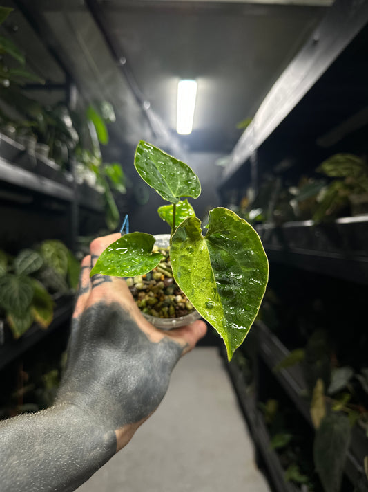#midastouch variegated