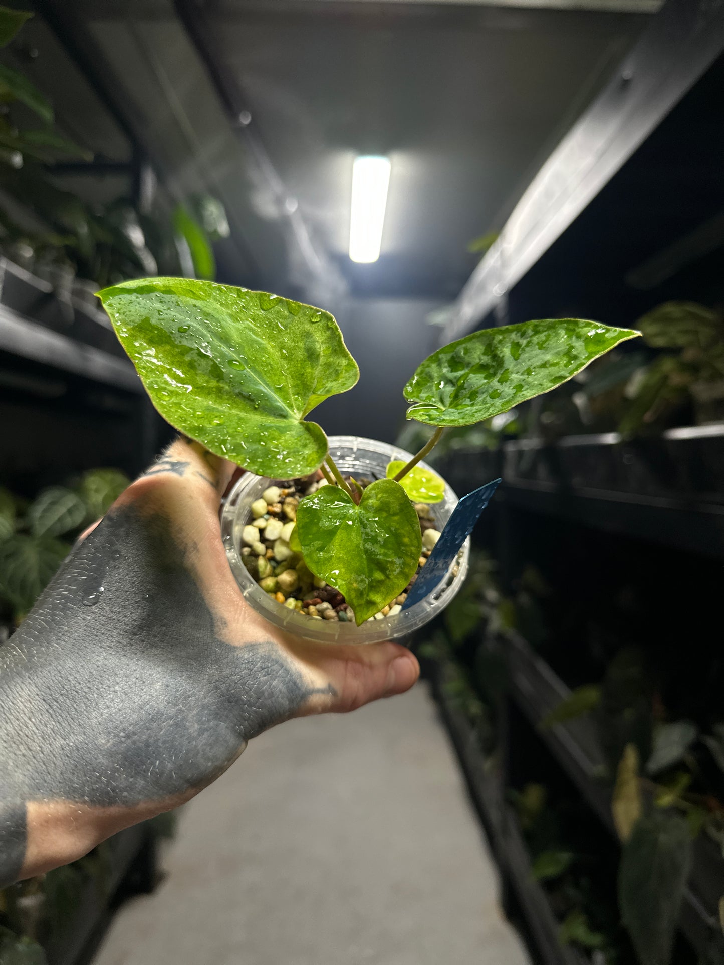 #midastouch variegated