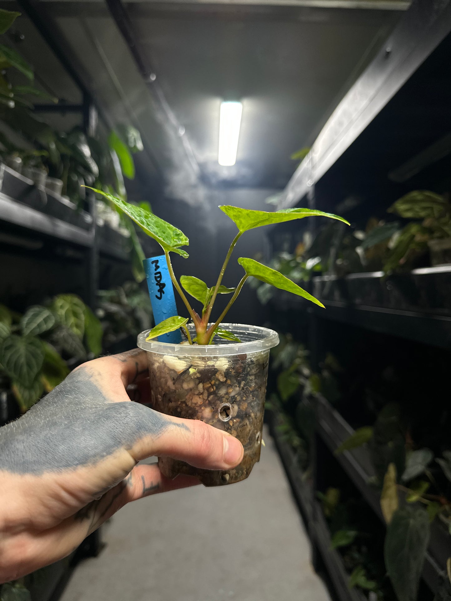 #midastouch variegated