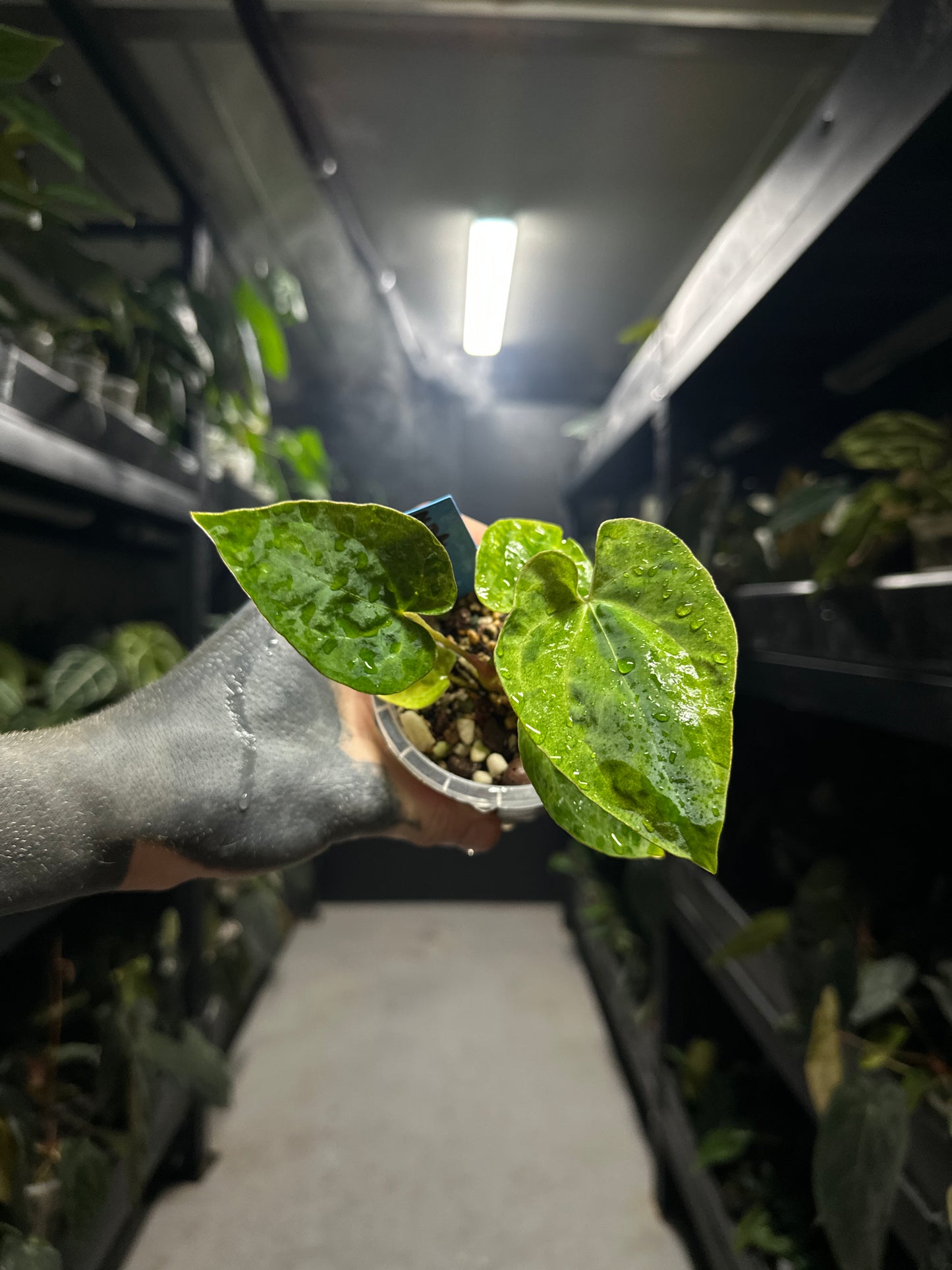 #midastouch variegated