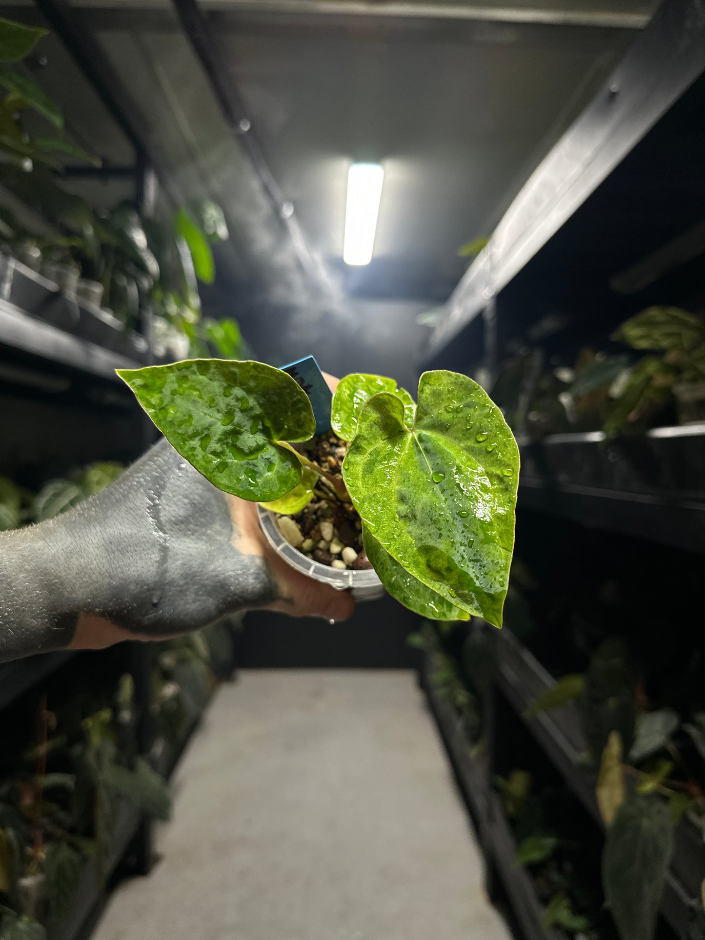 #midastouch variegated