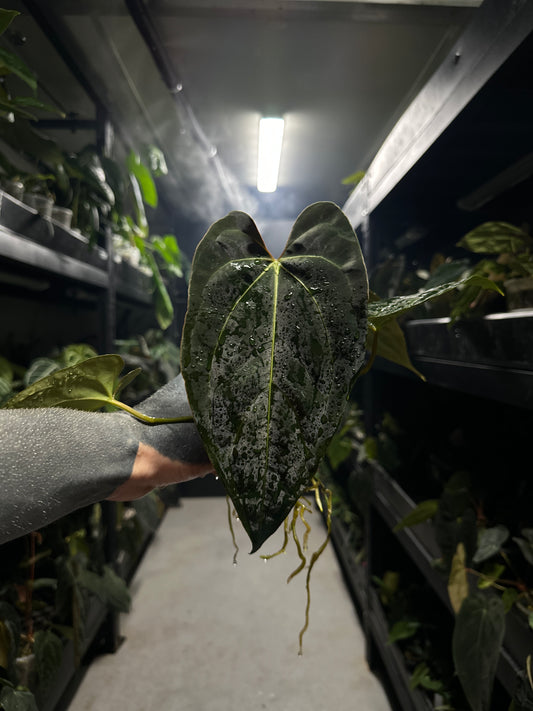 Anthurium #andras - papillilaminum x besseae aff