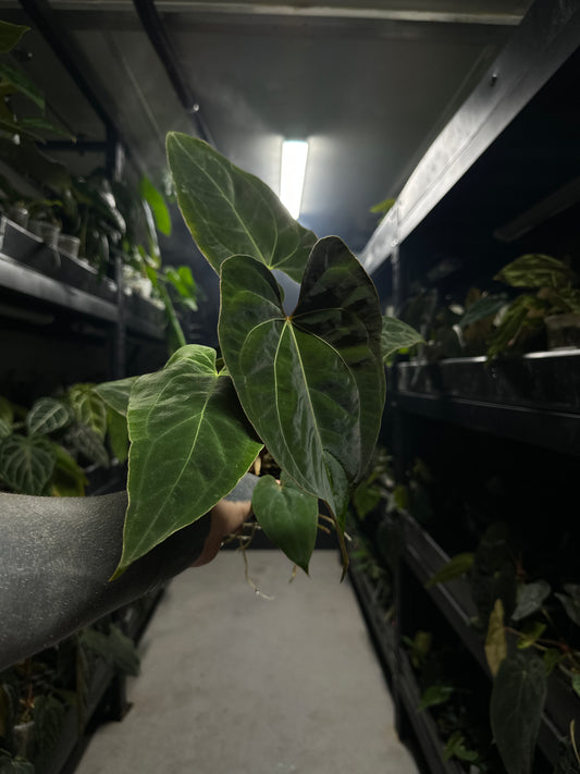 Anthurium #andras - papillilaminum x besseae aff