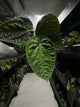 Anthurium #blackbasilisk - #blackcherry hybrid