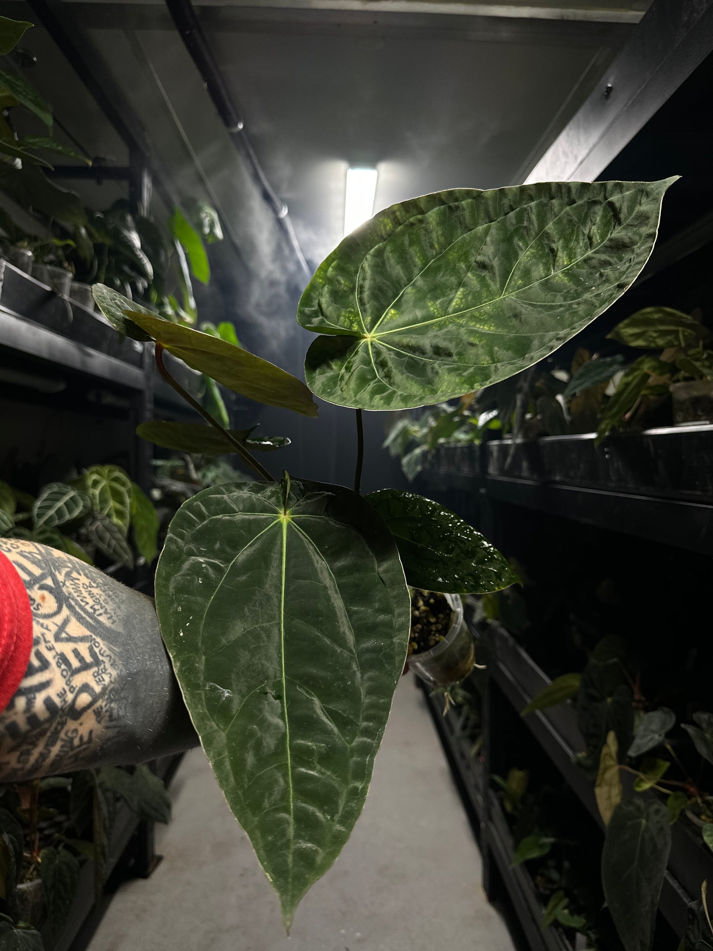 Anthurium #blackbasilisk - #blackcherry hybrid