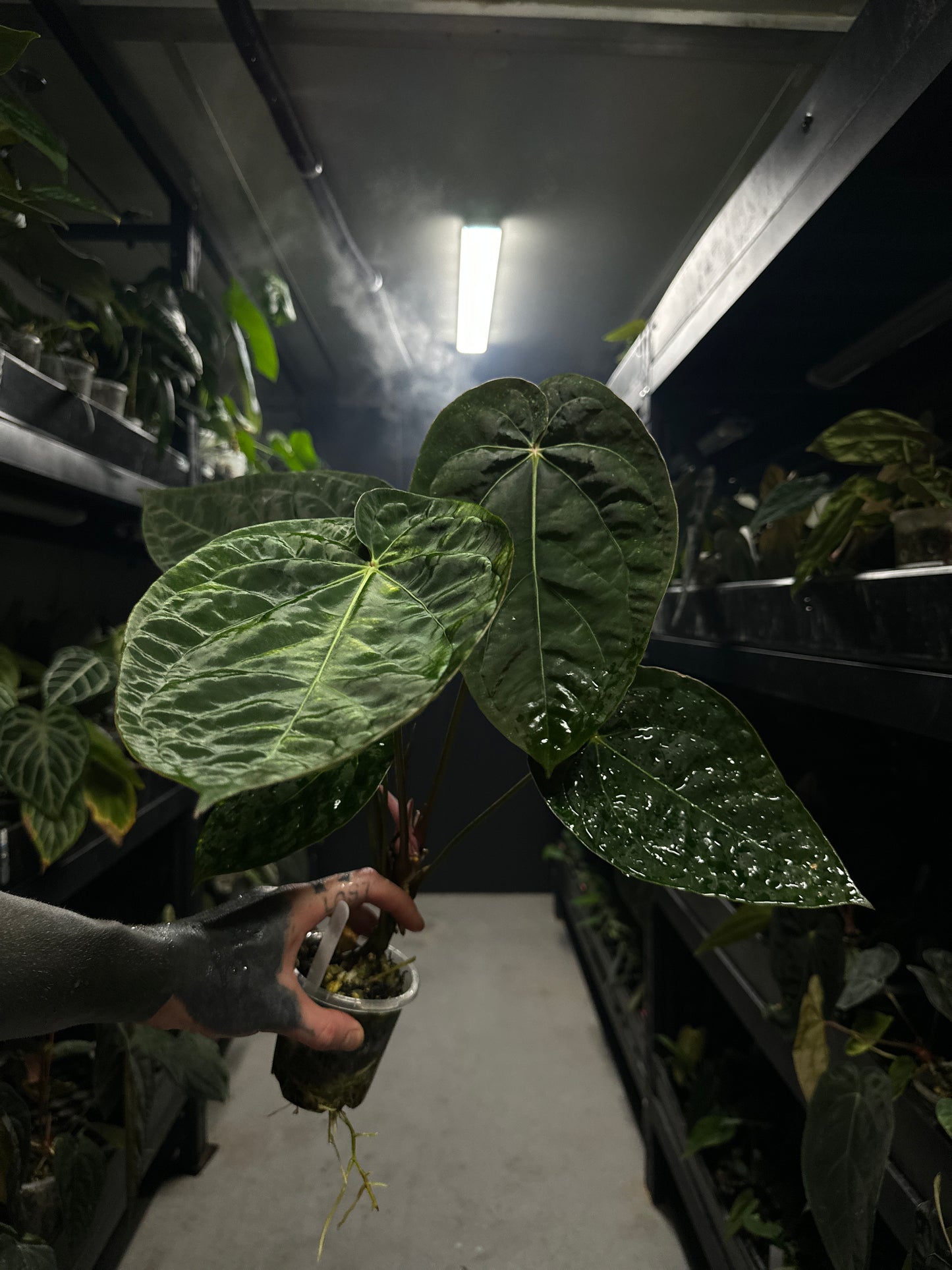 Anthurium #blackbasilisk - #blackcherry hybrid