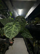 Anthurium #blackbasilisk - #blackcherry hybrid