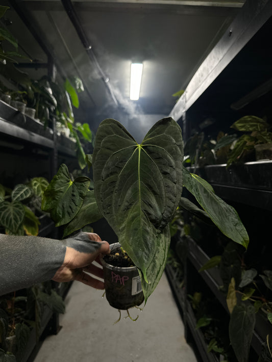Anthurium papillilaminum