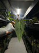 Anthurium #BBC
