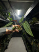 Anthurium #BBC