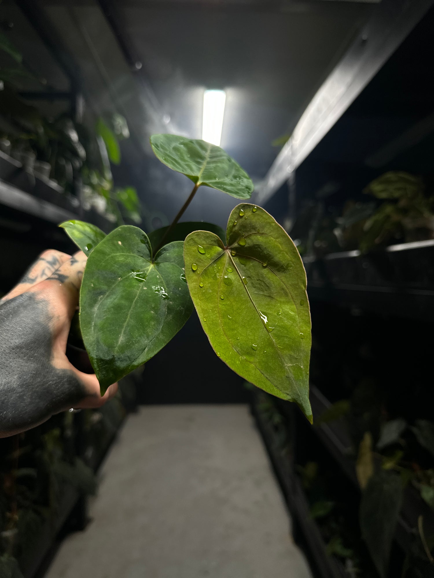 Anthurium (dresscarla x BVEP) x RVDP