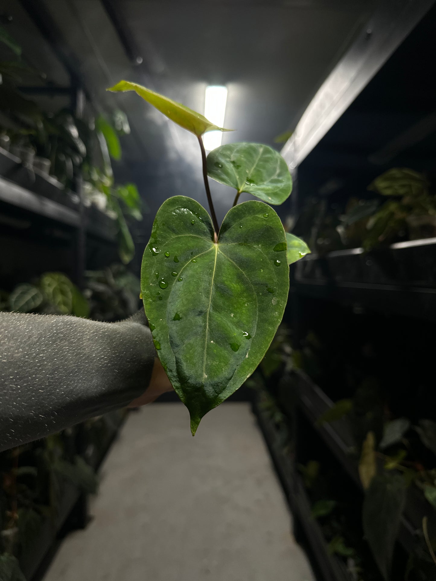 Anthurium (dresscarla x BVEP) x RVDP