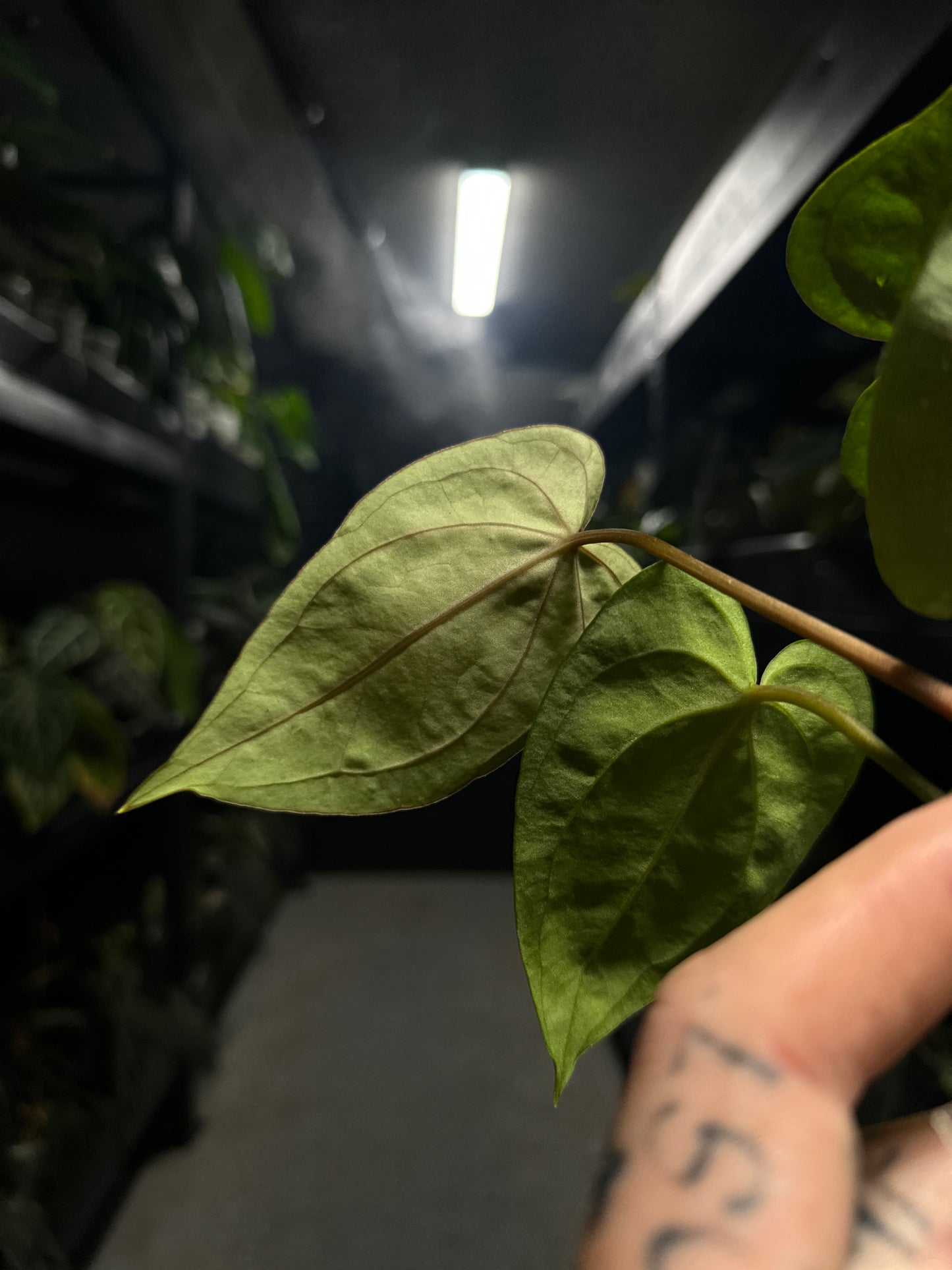 Anthurium (dresscarla x BVEP) x RVDP