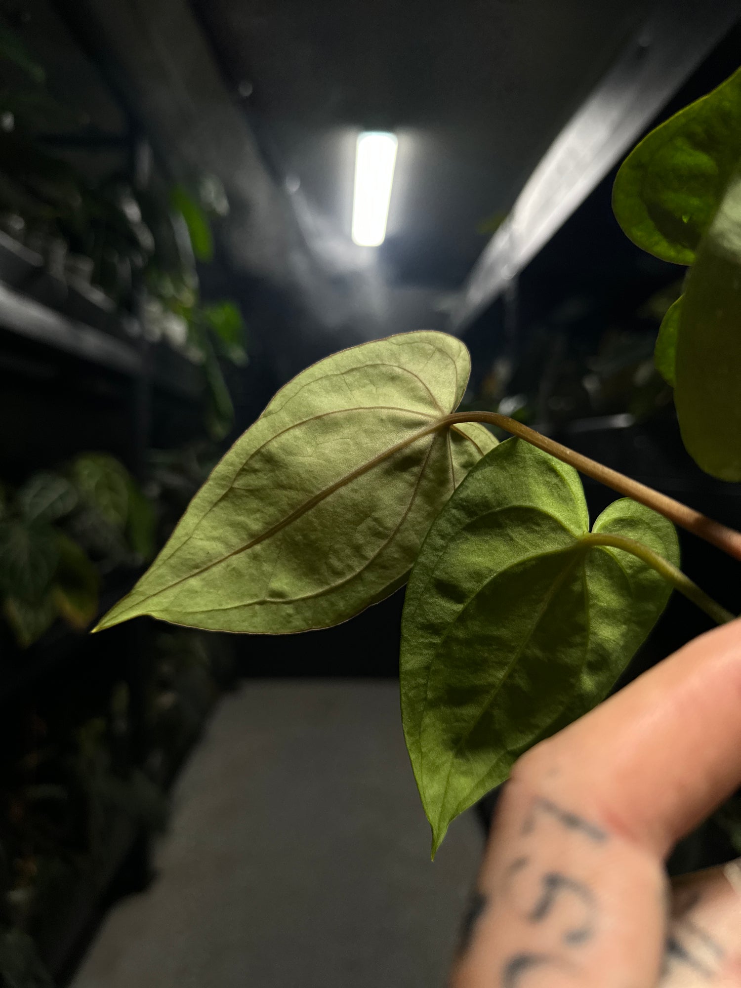 Anthurium (dresscarla x BVEP) x RVDP