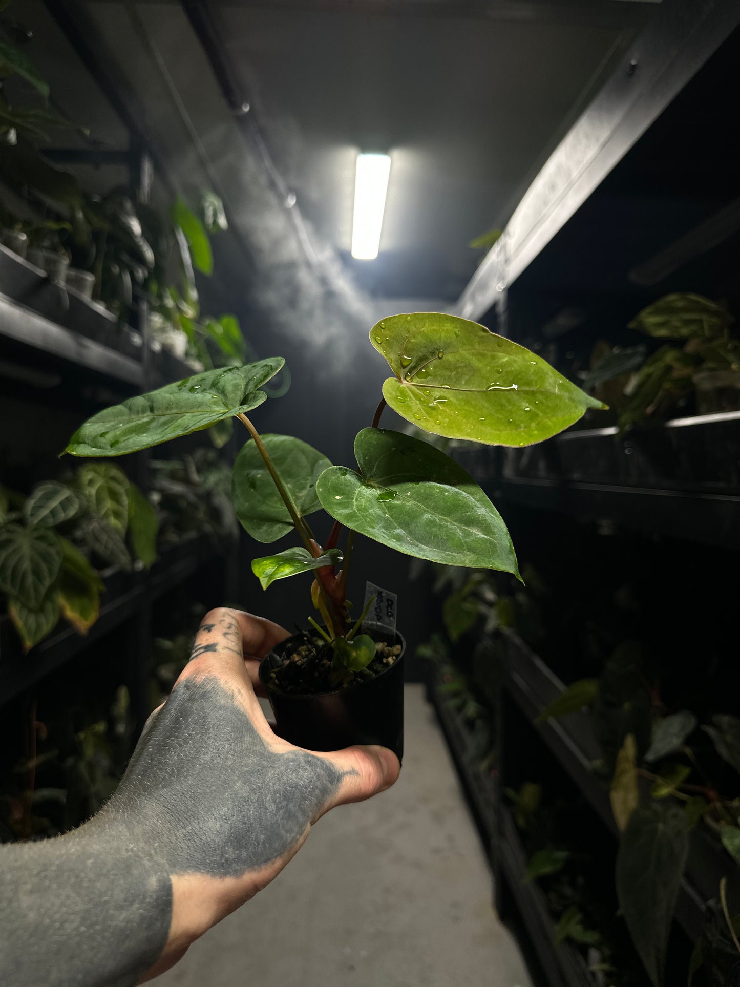 Anthurium (dresscarla x BVEP) x RVDP