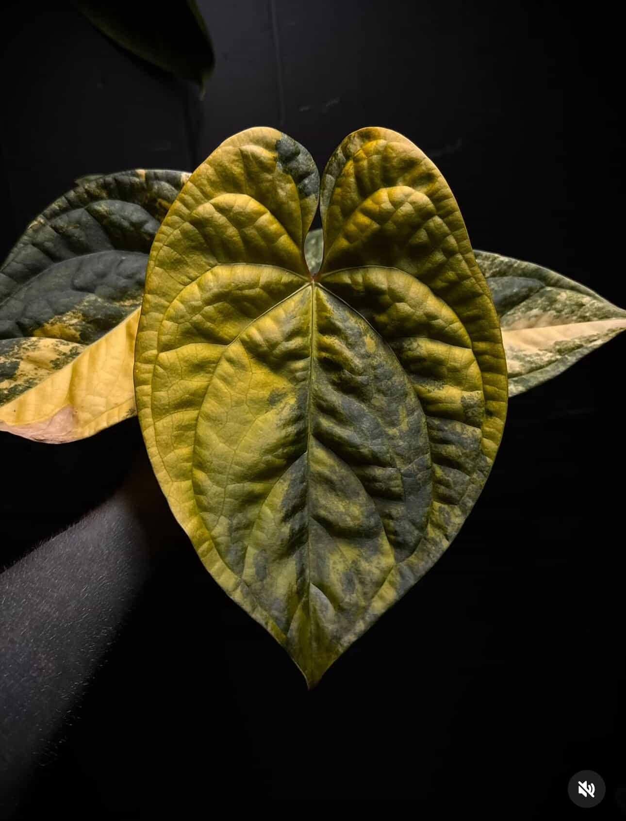 Anthurium ‘Black Velvet’ variegated x luxurians 🦄