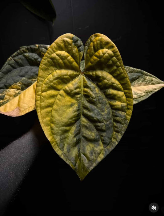Anthurium ‘Black Velvet’ variegated x luxurians 🦄
