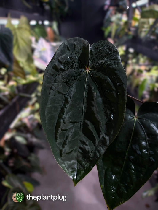 Anthurium #MidnightVelvet 'Deep Ruby' x 'Bloodmoon' 🩸