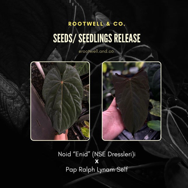 Anthurium 'NSE dressleri' x (papillilaminum 'RL' s1)