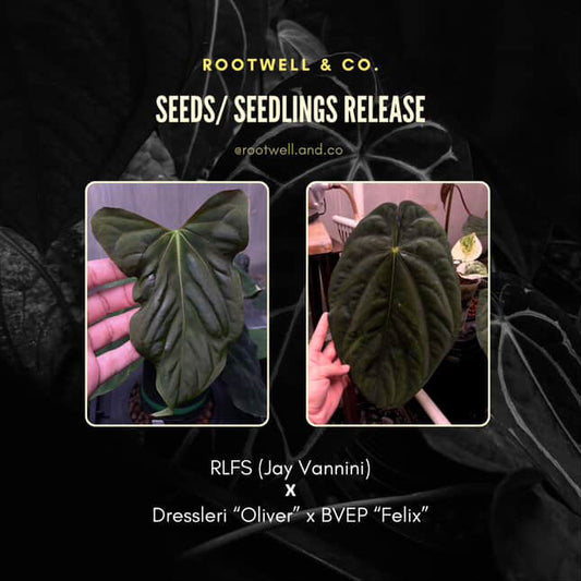 Anthurium papillilaminum 'RLFS' x (dressleri x antolakii / 'BVEP')