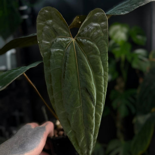 Anthurium 'RVDP' x pap 'FS'
