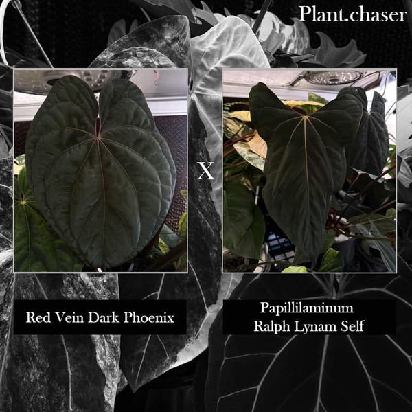 Anthurium 'RVDP' x papillilaminum 'RL x self' • germinated seeds