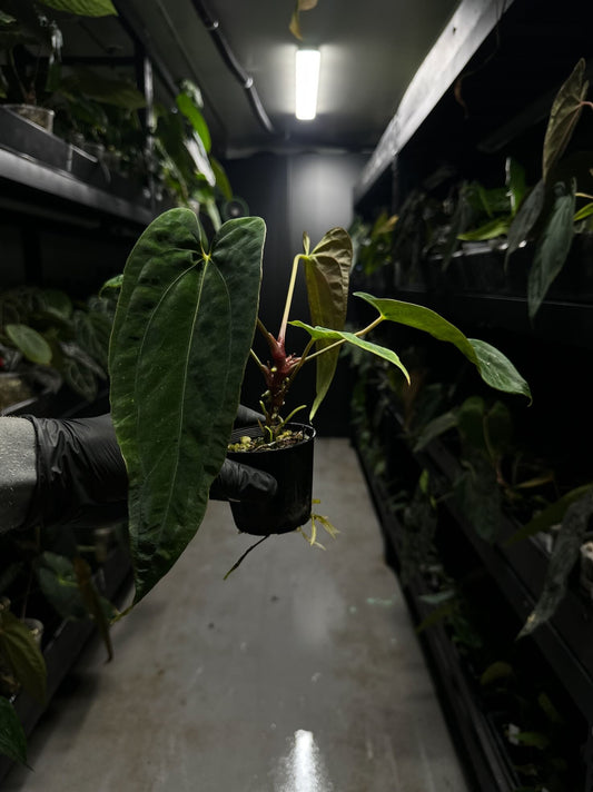 Anthurium black papillilaminum x (FSRL x FSxself)