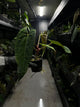 Anthurium black papillilaminum x (FSRL x FSxself)