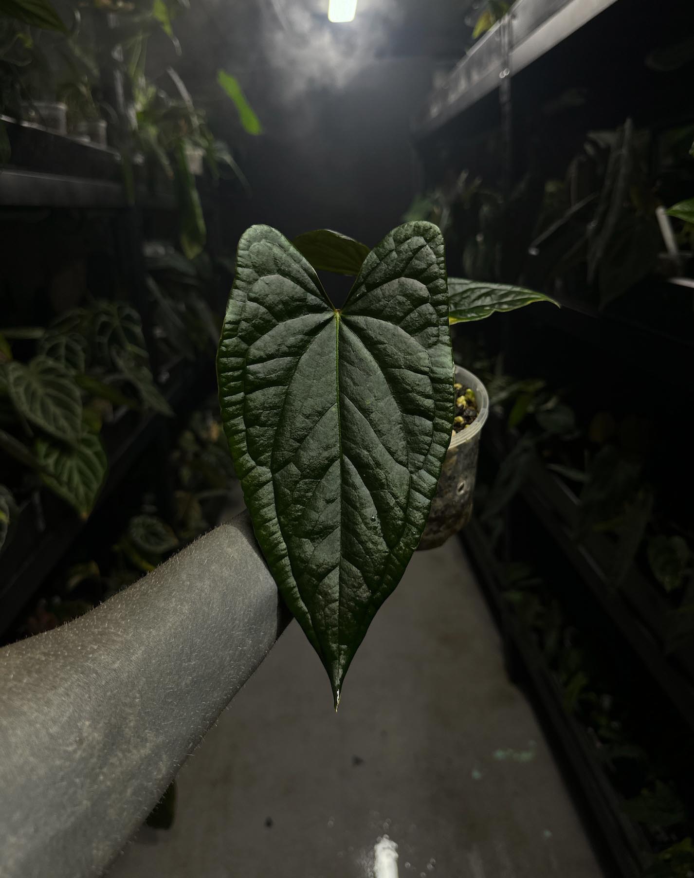 anthurium #tacotuesdays ((papx) x pap x dress)) x luxurians