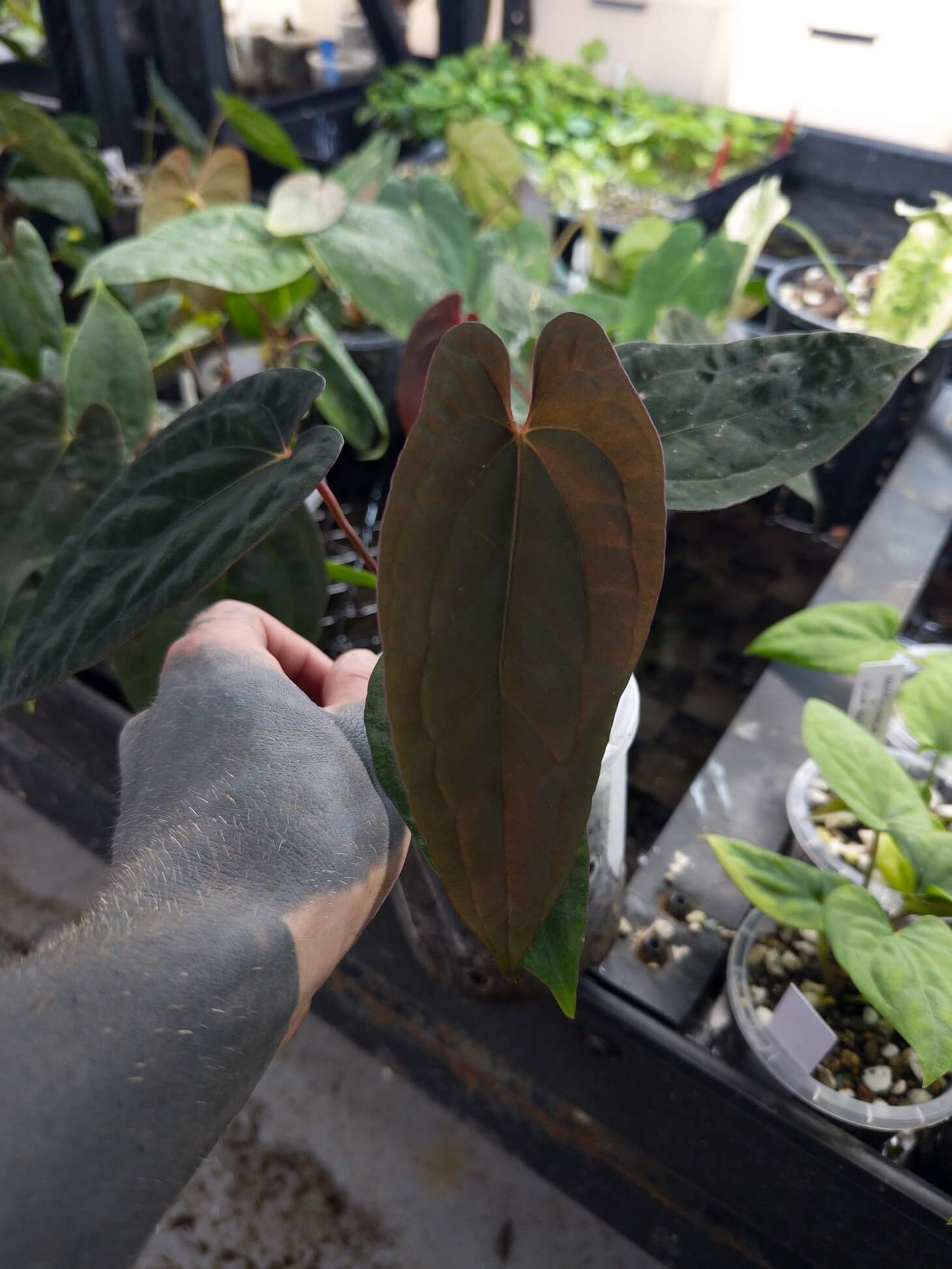 Anthurium (pap x dress JS) x (pap x dress LAS)  • germinated seeds