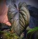 Anthurium 'Midnight Velvet Deep Ruby'