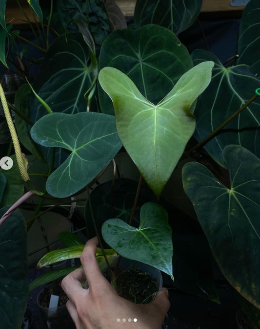 Anthurium marcusianum