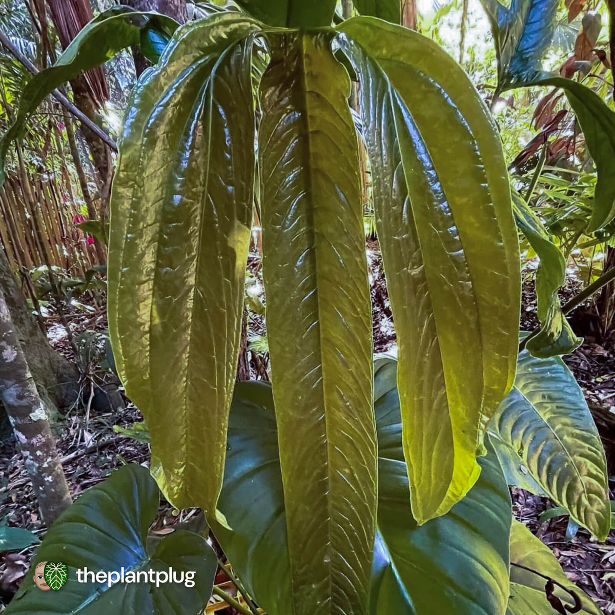 Anthurium furcatum
