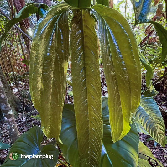 Anthurium furcatum