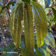 Anthurium furcatum