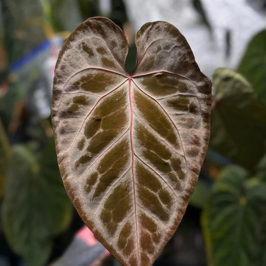 Anthurium 'Silver Pink' 🩶🩷