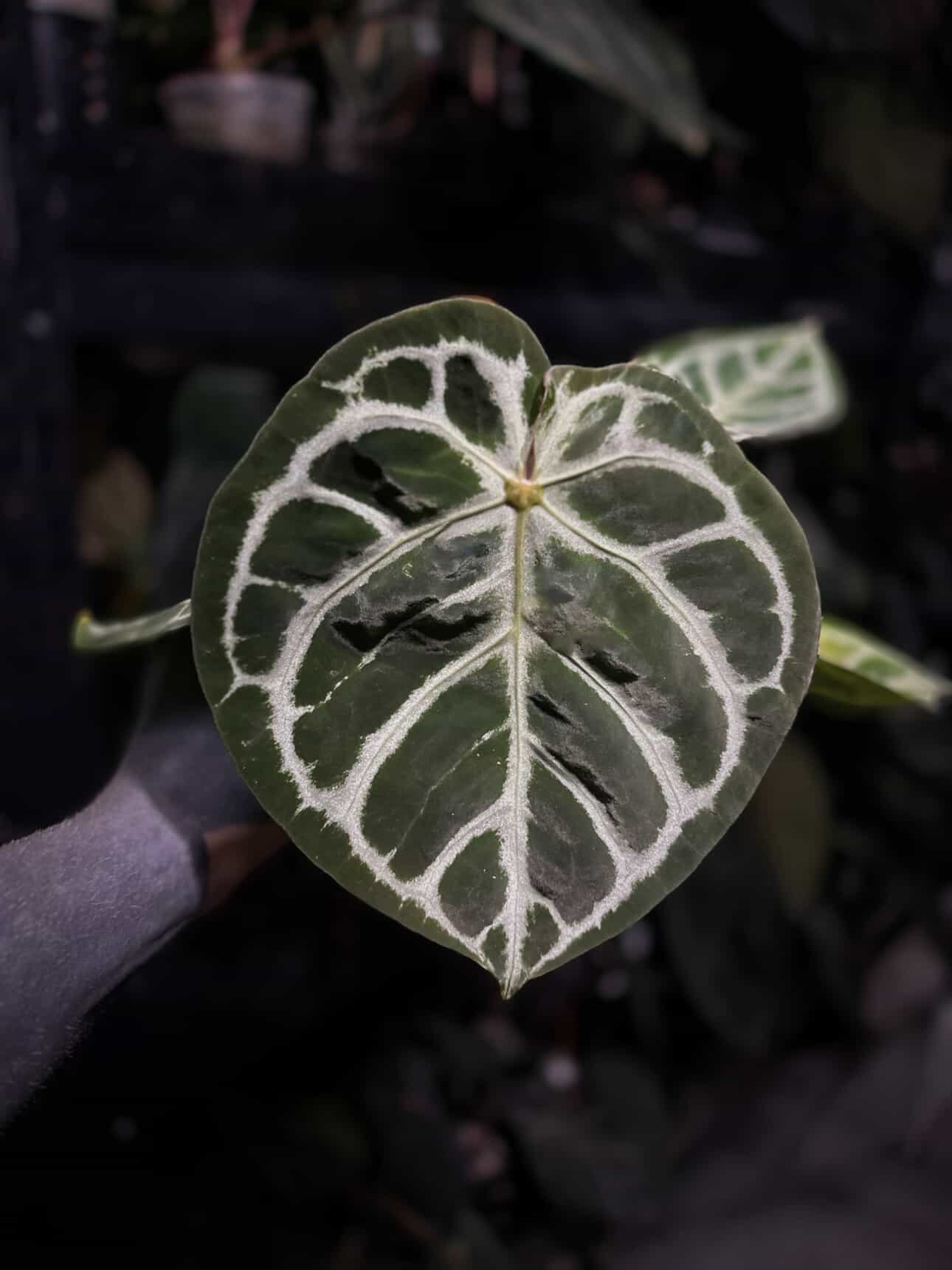 Anthurium 'Dorayaki Silver' x ('HU' x 'Red Crystallinum')