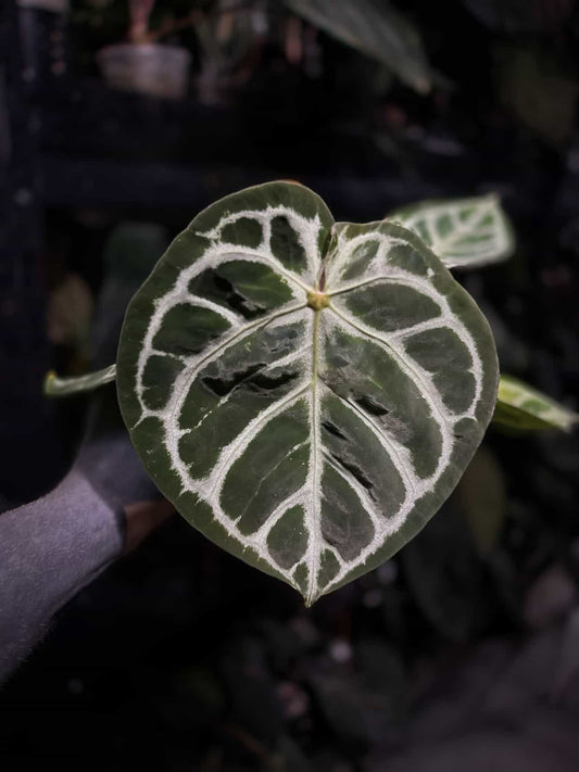 Anthurium 'Dorayaki Silver' x ('HU' x 'Red Crystallinum')