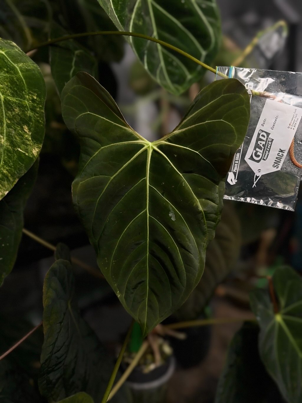 anthurium papillilaminum x regale Anthurium papillilaminum x regale – The Plant Plug