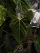 Anthurium papillilaminum x regale