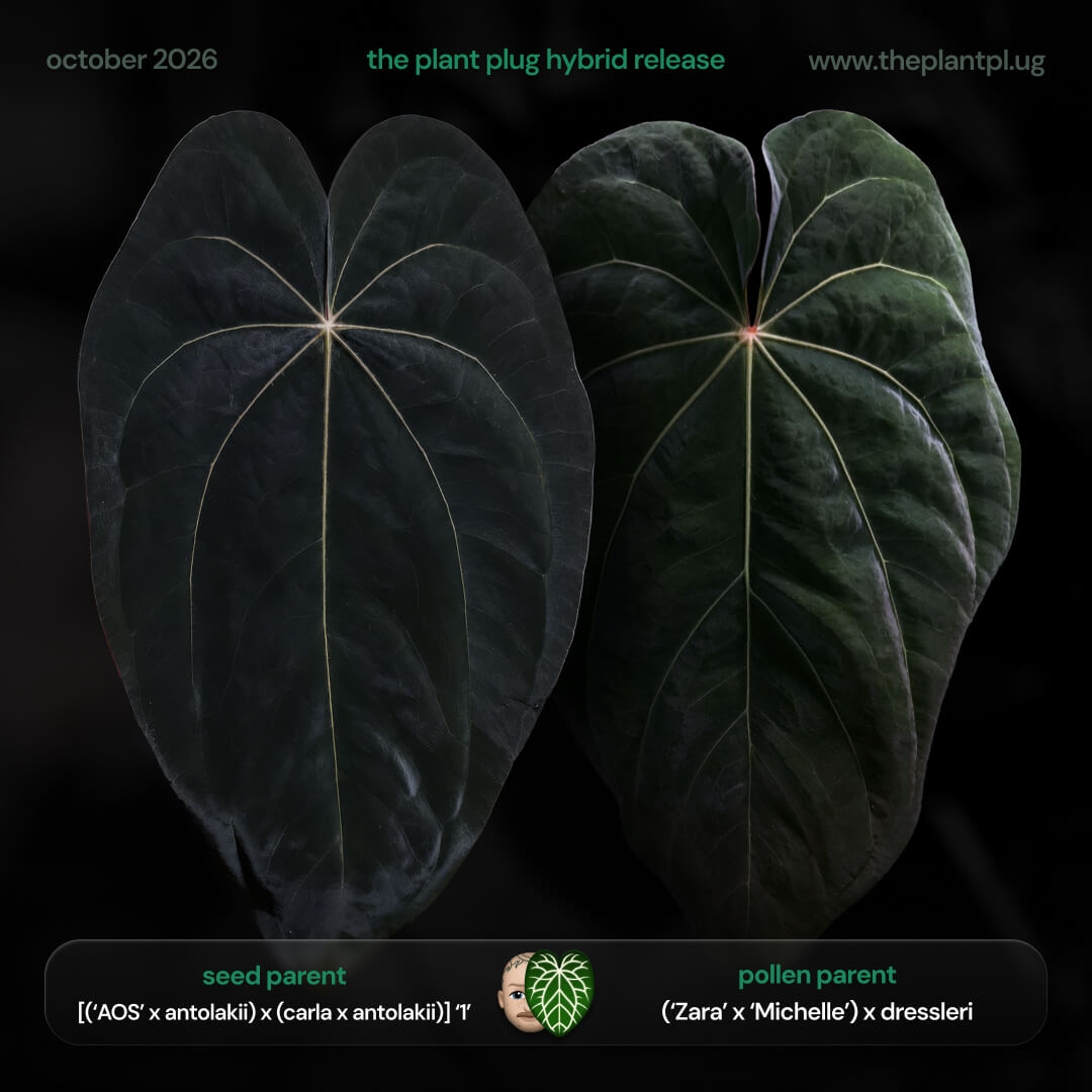 Anthurium [(Ace of Spades x antolakii) x (carla x antolakii)] x [Zara Michelle x dressleri] • germinated seeds
