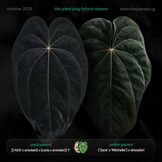 Anthurium [(Ace of Spades x antolakii) x (carla x antolakii)] x [Zara Michelle x dressleri] • germinated seeds
