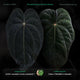 Anthurium [(Ace of Spades x antolakii) x (carla x antolakii)] x [Zara Michelle x dressleri] • germinated seeds
