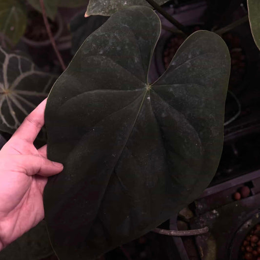 Anthurium aff. dressleri 'Eastern Dress' s1